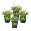Bonnie Plants English Thyme 19.3 oz. 4-pack