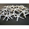 Florida Shells and Gifts 24 White Pencil (Finger) Starfish 4-5"