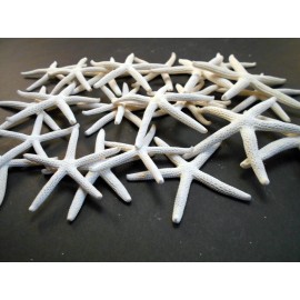 Florida Shells and Gifts 24 White Pencil (Finger) Starfish 4-5" Beach Wedding Nautical Decor Art & Crafts