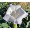 Toloache Wrightii Sacred Moonflower Moon Lily Angel's Trumpet Flower Premium