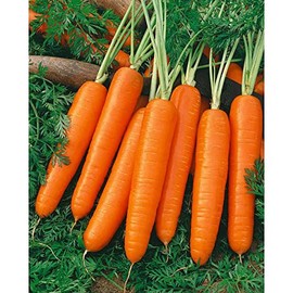 Dirt Goddess Super Seeds~ Scarlet Nantes Carrot Non GMO (1 Lb)