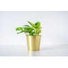 American Plant Exchange Silver Splash Pothos – Live 6-Inch Potted