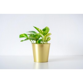 American Plant Exchange Silver Splash Pothos – Live 6-Inch Potted Satin Pothos Vine, Easy-Care Air Purifying Houseplant, Fast-Growing Indoor Plant for Home, Office & Modern Tropical Indoor Décor