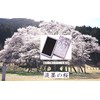 (Chiyo Uno Incense) Light Ink Cherry Blossom Incense, Very Small