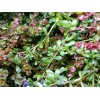 High quality Bacopa Monnieri Moneywort Freshwater Live Aquarium Plants 25+