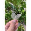 200 Pcs Small Skeleton Leaves Rubber Tree Natural Scrapbooking Craft