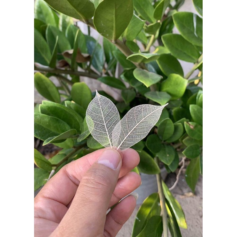200 Pcs Small Skeleton Leaves Rubber Tree Natural Scrapbooking Craft