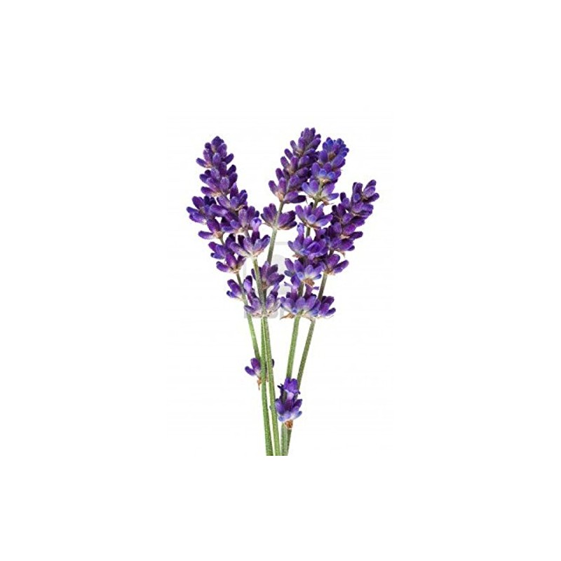 Freshley Made Lavender Sea Salt Scrub