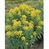 Solidago (Goldenrod) Canadensis Golden Baby Perennial Seeds