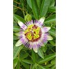 Cedar Bear Passionflower Leaf (Passiflora incarnata) for Stress, Nervous System,