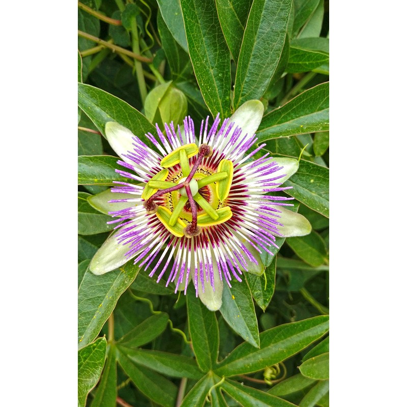 Cedar Bear Passionflower Leaf (Passiflora incarnata) for Stress, Nervous System,
