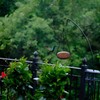 2 Pack Hanging Bird Feeder, Bird Feeder for Garden Yard