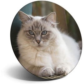 Destination Vinyl ltd Magnet for Refrigerator, Fridge - Ragdoll Cat Kitten Cats Cute for Office, Cabinet and Whiteboard, Magnetic Stickers, 2285
