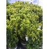 Hicks Yew (Taxus x Media 'Hicksii')