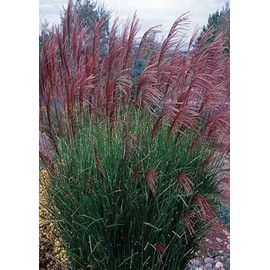 100 Purple Morning Light Maiden Grass Miscanthus USA Seeds. Organic. Ships free