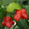 Hot Pepper Seeds - Mad Hatter - Packet - Vegetable