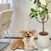 SGYUNQ Plant Pot Grid Soil Protector Covers Cuttable Flower Protector