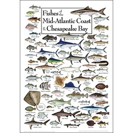 Earth Sky + Water - Fishes of the Mid-Atlantic Coast & Chesapeake - Poster