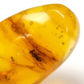 SCIENCE Dominican Amber (Insects in Amber) Approx. 0.3 - 0.5 inches (7 - 12 mm) Dominican Republic Insect Filled Amber (Resin Fossil Product) Country of Origin: Dominican Republic Original Specimen Case with Insect Dominican Amber