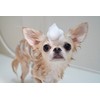 [For Dogs and Cats] Skin Care [Organic] Dogs