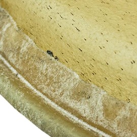 Gon Bops Tumba (SP2022)