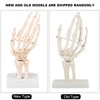 Walfront Skeleton Model for Human Hand and Wrist Medical Anatomical