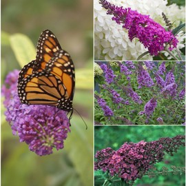 400+ Mix Butterfly Bush Seeds - Buddleia Davidii Flower Seeds Perennial Showy Shrub Plant Seeds Outdoor