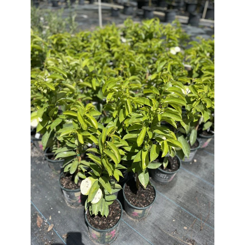 Tree SOURSOP TREE (Guanabana) Cây Mãng Cầu Xiêm. 2+ Feet