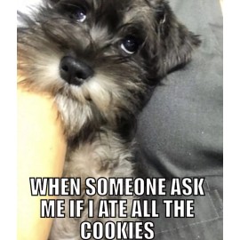 Funny Schnauzer refrigerator magnet 3 1/2 x 4 1/2"