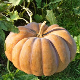 TomorrowSeeds Fairytale Pumpkin (Musqee de Provence) Seeds | Cinderella Pumpkins Seed 2025 - 60+ Count