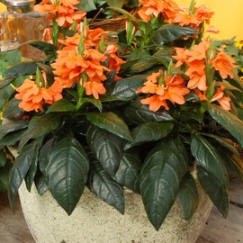 Outsidepride 15 Seeds Perennial Crossandra Tropic Flame Orange Garden Flowers for Planting