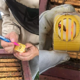 Bee Queen Catcher Bee Catcher Bee Catcher Plastic Queen Marker Single Hand Marker Bottle Plunger Plush Beekeeper Tool Yellow Beekeeper Equipment Cage