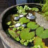 Storm's Gartenzaubereien Mini Pond Complete Set with Swimming Frog Ceramic
