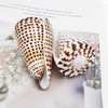 yaokan 2Pcs 2.5" Black Spot Ivory Conus Cone Shell Natural