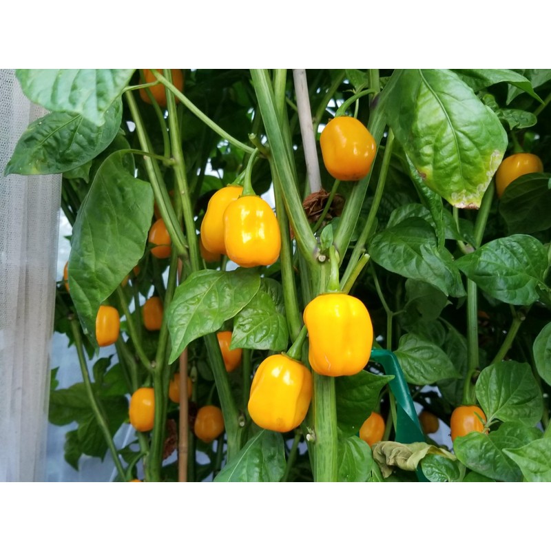 Aji Dulce Yellow Pepper Seeds 10+ Seeds