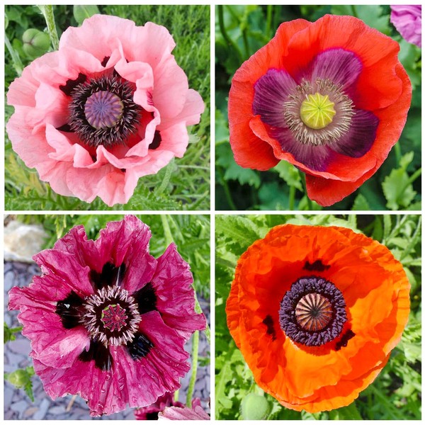 5000+ Mixed Poppy Seeds for Planting-Colorful Masses of Wildflowers -