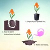 Immortality Bearded Iris Plant Potted - Repeat Blooms Fragrant White