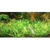 15x Dwarf Sagittaria Subulata Dwarf Sag Easy Live Aquarium Plants