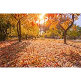 CZ GRAIN 50 Sugar Maple Tree Seeds Grow Vibrant Yellow Fall Leaves Acer Saccharum