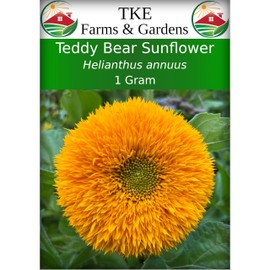 TKE Farms & Gardens - Teddy Bear Sunflower Seeds for Planting, 1 Gram, 30 Heirloom Seeds, Non-GMO, Packet Includes Instructions for Growing, Helianthus annuus, Qty 1