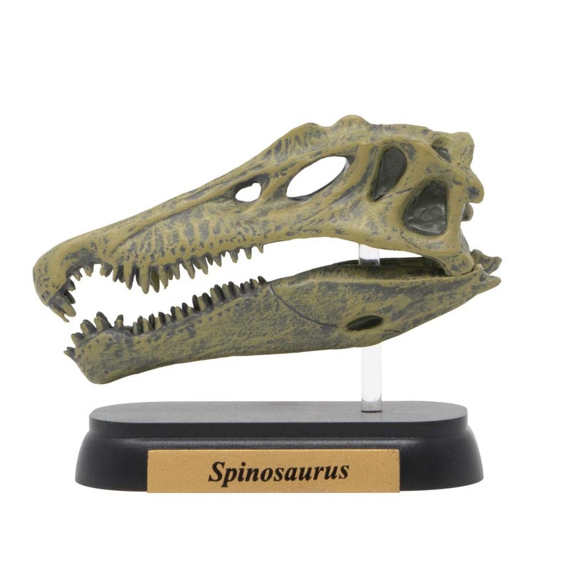Dinosaur Spinosaurus Skull Mini Model (FDW-503)