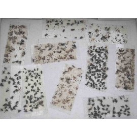 100 pk All Insect/Fly Traps/Sticky Strips Trap Flies, Bees, Wasps, Asian Beetles, etc.