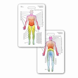 Neuro Dermatome Diagram Vertical Badge ID Card Pocket Reference Guide Neurology (1 Card)