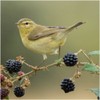 Willow Warbler Greeting Sound Card By Really Wild Cards