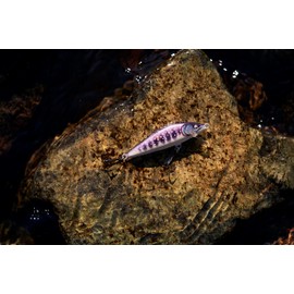 Countdown Elite 55 Gilded Iwana