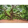 Southern Live Oak Tree | Quercus Virginiana | 10 Live
