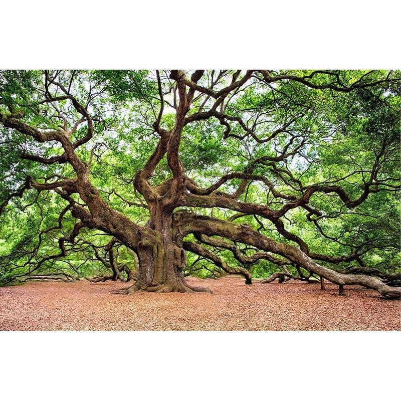 Southern Live Oak Tree | Quercus Virginiana | 10 Live