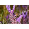 SerraMel - Wild Lavender Honey - 100% Biologic - Mel