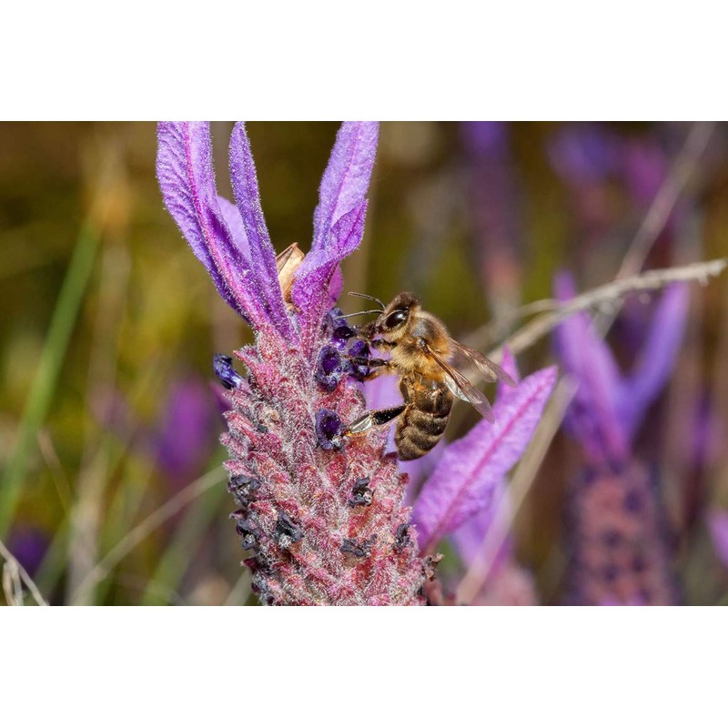 SerraMel - Wild Lavender Honey - 100% Biologic - Mel