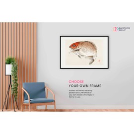 Tai red Seabream Fish Unframed Poster Print, Pictures for Home Walls, Bedroom, Living Room & Bathroom Decor 31x20cm (12x8in)